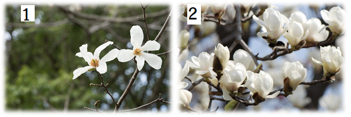 ハクモクレンとコブシの花の違いは 翁島 おきなしま 小学校ホームページ