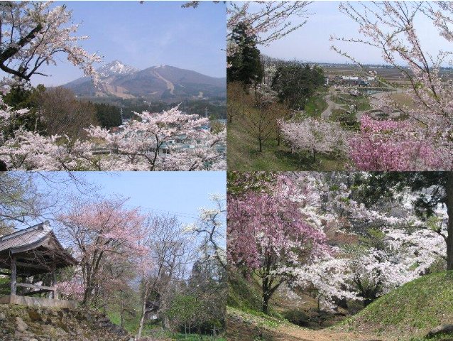 亀ヶ城公園の桜.jpg