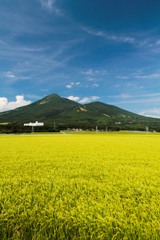磐梯山と稲穂（２）