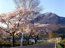 町営牧場の桜