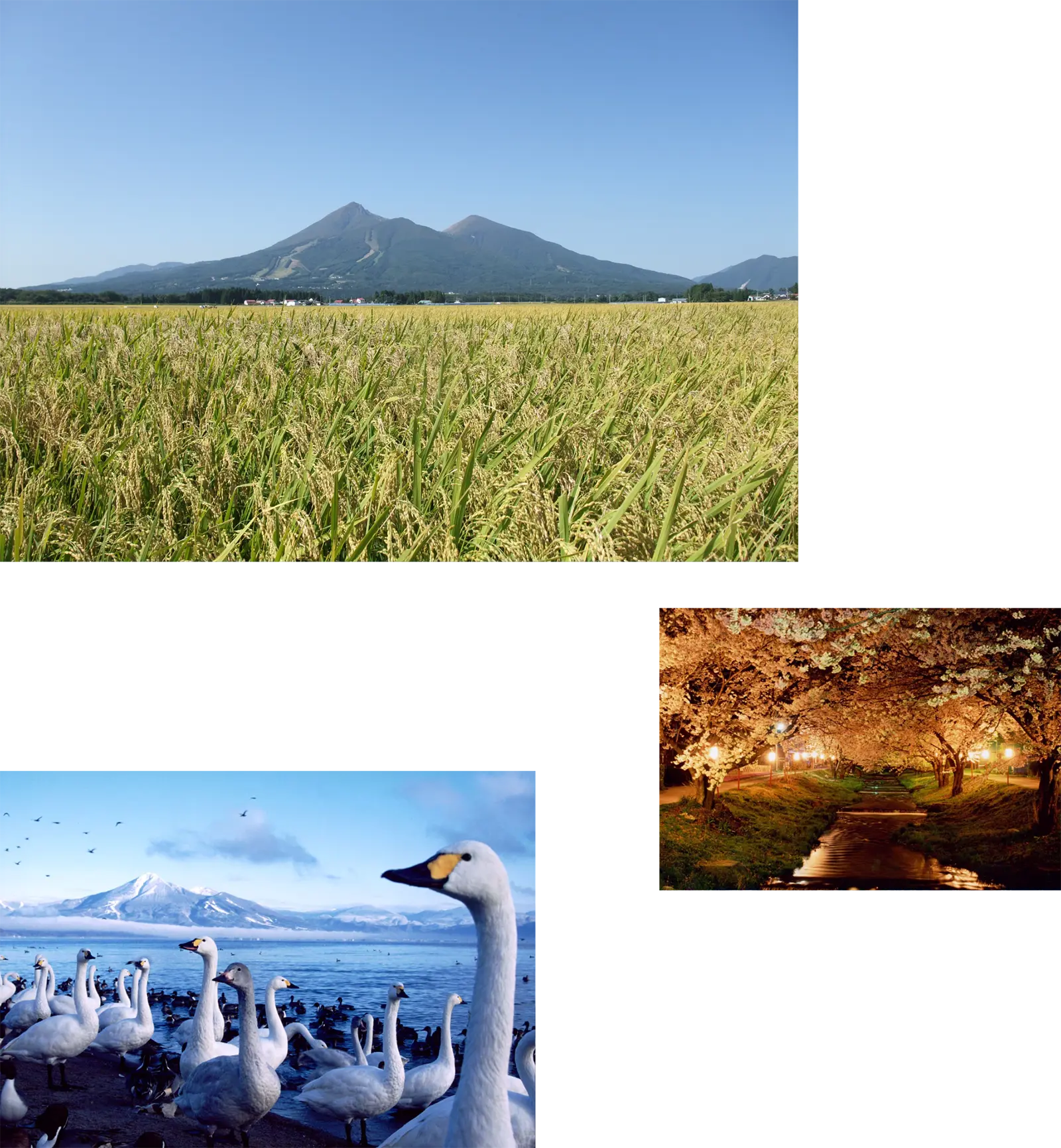 磐梯山の前に広がる稲穂の風景写真　観音寺川の桜並木　猪苗代湖と白鳥と磐梯山の風景写真
