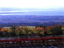 昭和の森の紅葉