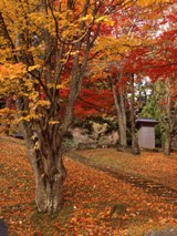 土津神社の紅葉（２）