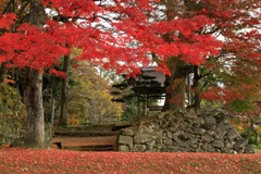 亀ヶ城公園の紅葉（２）