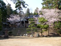 土津神社の桜