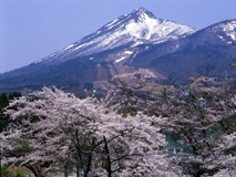 亀ヶ城公園の桜