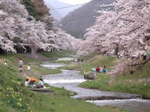 観音寺川の桜