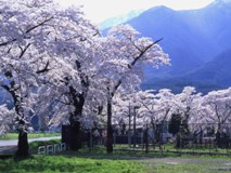 名家の桜