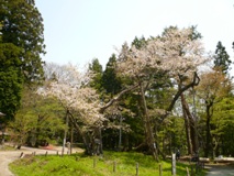 会津五桜「大鹿桜」