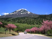 昭和の森の桜