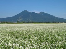 蕎麦畑と磐梯山（１）