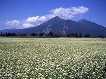 蕎麦畑と磐梯山（２）