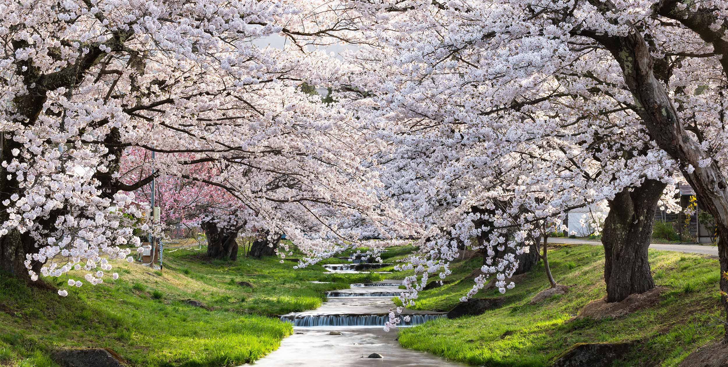 猪苗代の桜