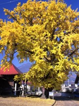 百目貫の公孫樹