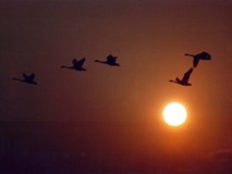 白鳥と夕日