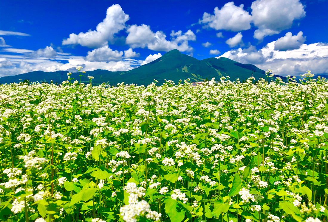 トップスライド1（そば畑）