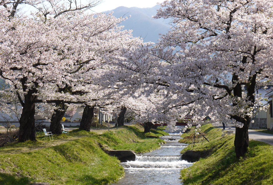 トップスライド3（桜）