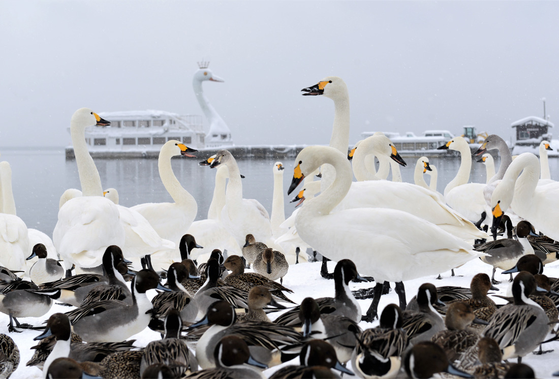 トップスライド4（白鳥）