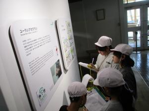 カワセミ水族館見学3